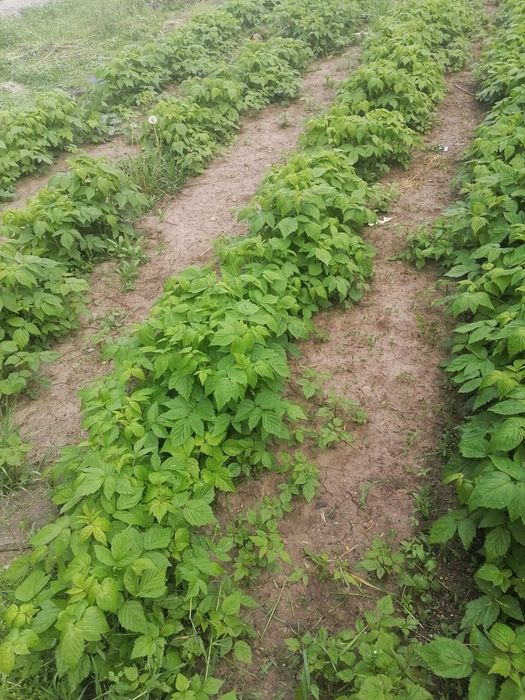 Продажа саженцев Малины