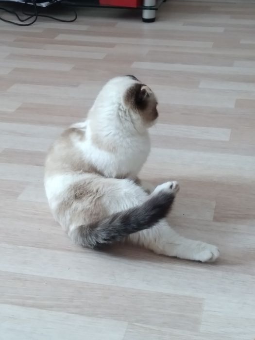 Продам породистую кошку