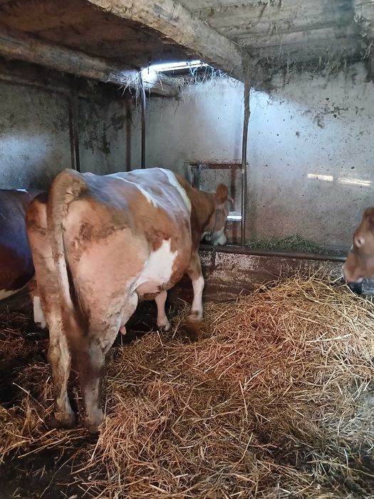 Vaci  de vanzare gestante si cu lape