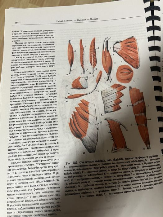 Книга атлас анатомия человека