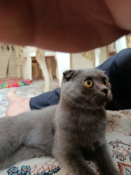 Britanskiy Scottish fold (Qiz bola)