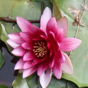 Нимфеи (разные сорта)