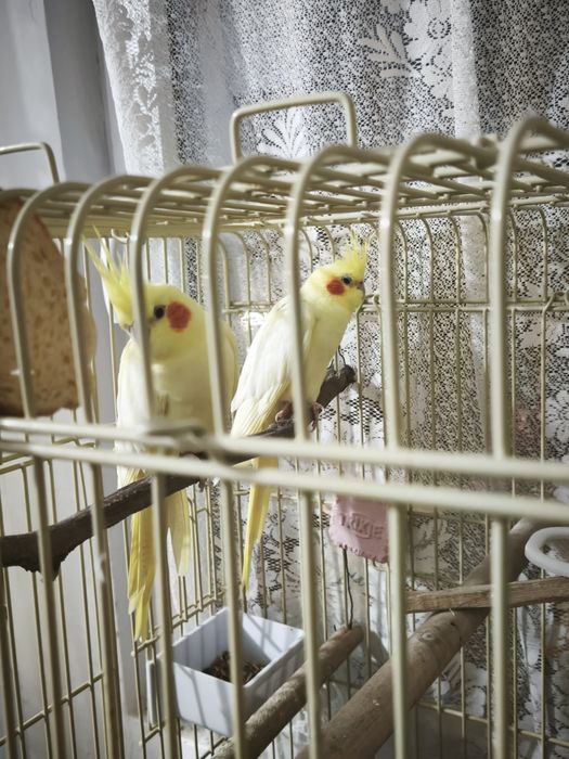 Vând 2 papagali nimfă+cușcă 650