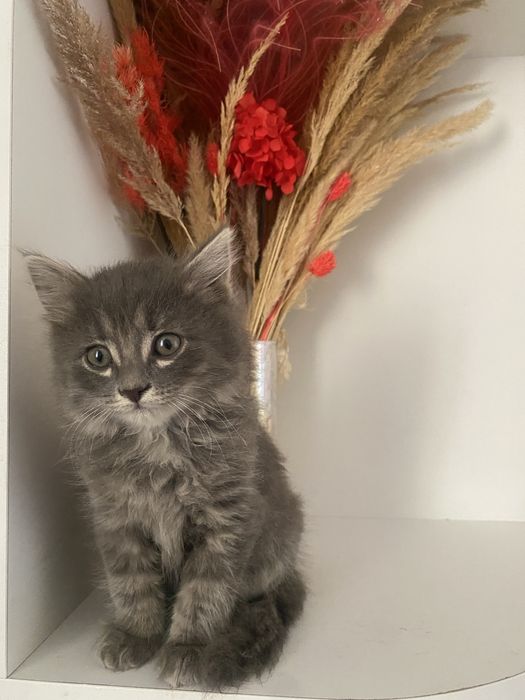 Котята бесплатно