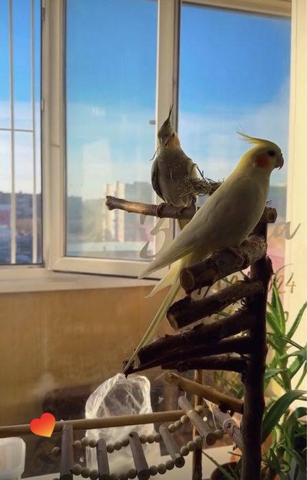 Стенд / жердочки / игрушки для попугая