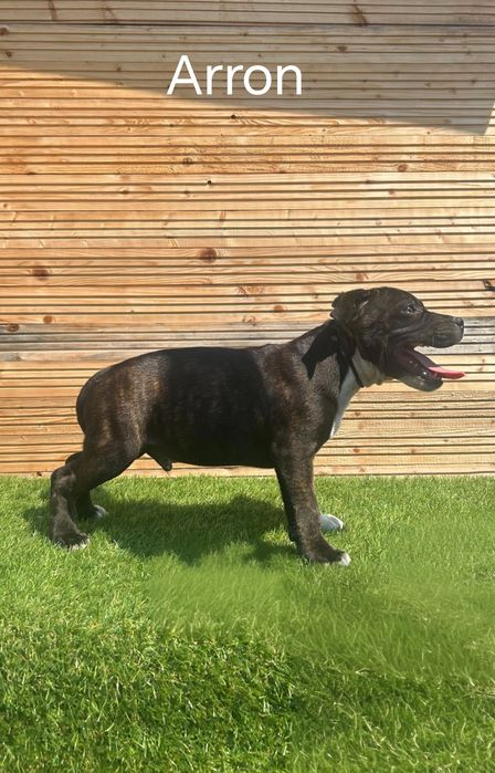Staffordshire Bull Terrier