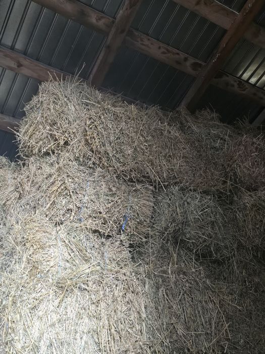 Baloti lucerna de calitate bună