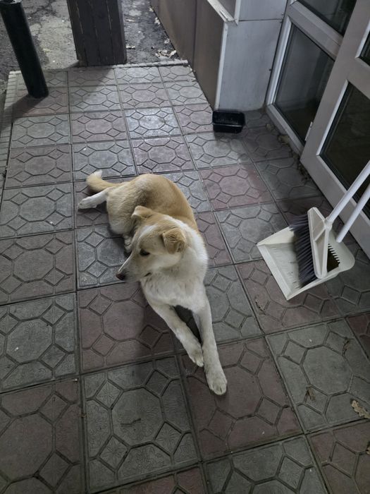 Собака бездомная нужен ходяйн