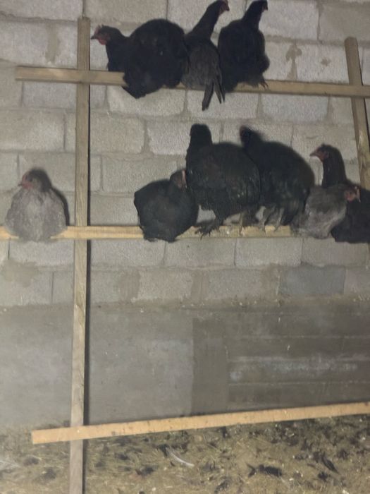 Курицы поролистые