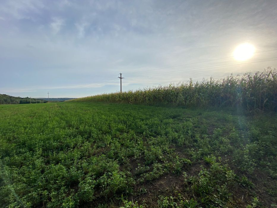 Teren intravilan de vânzare - Pătrauți, Suceava