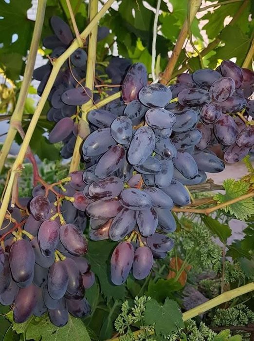 Baikonur vita de vie