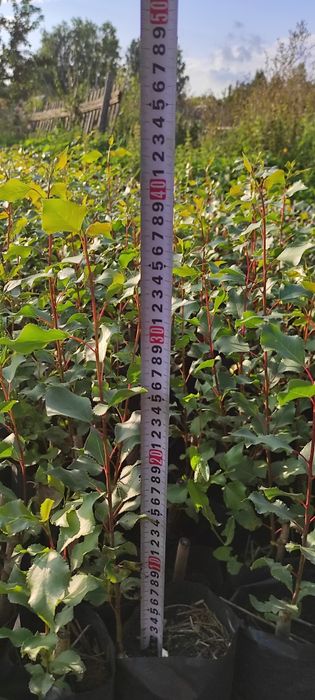 Тополь пирамидальный