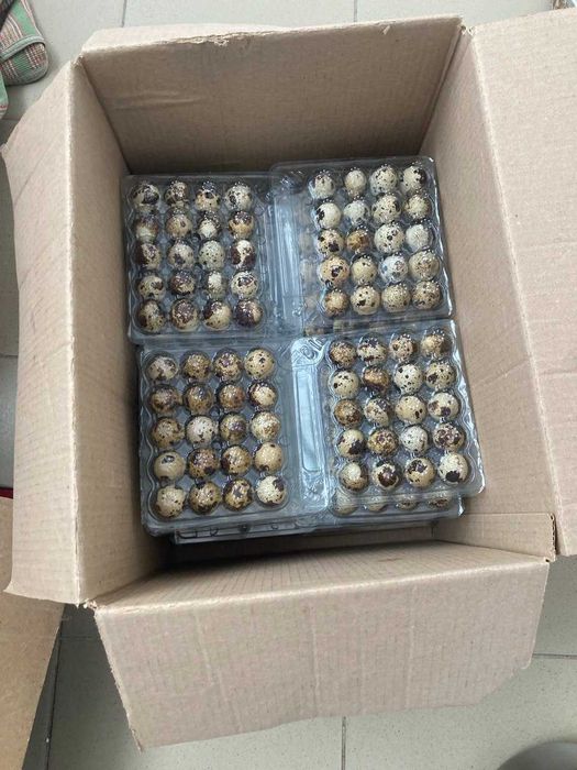 Перепелиные яйца из собственной фермы