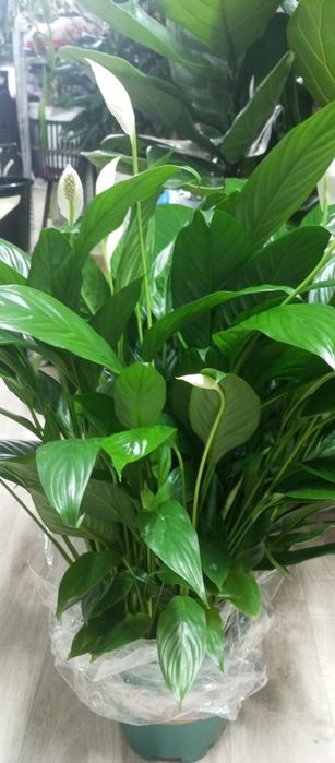 Спатифилумы - женское счастье