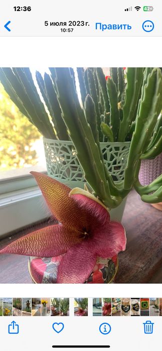 Цветок домашний Стапелия