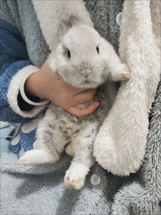 Oilangizga mehr va tabassum olib kiradigan quyonchalar!