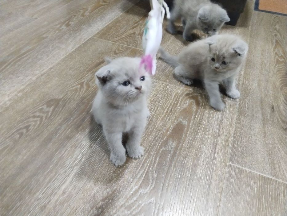 продаются котята