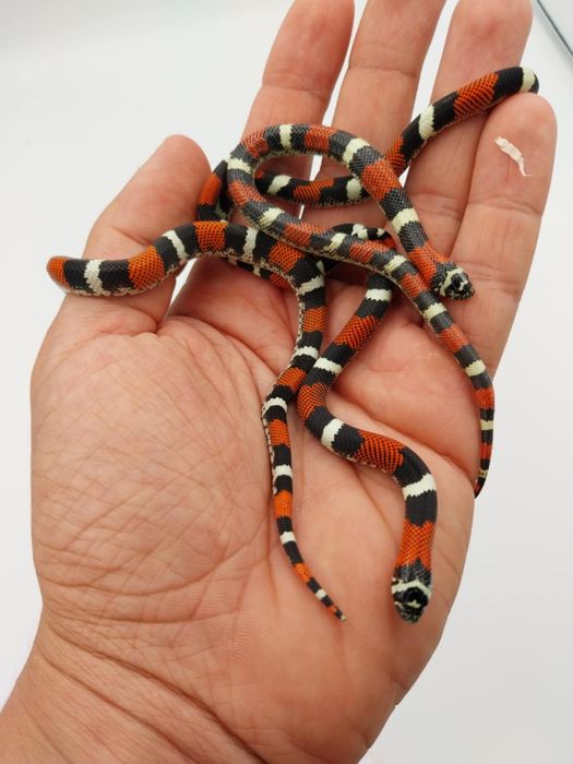 Свиненоса Змия / Heterodon nasicus