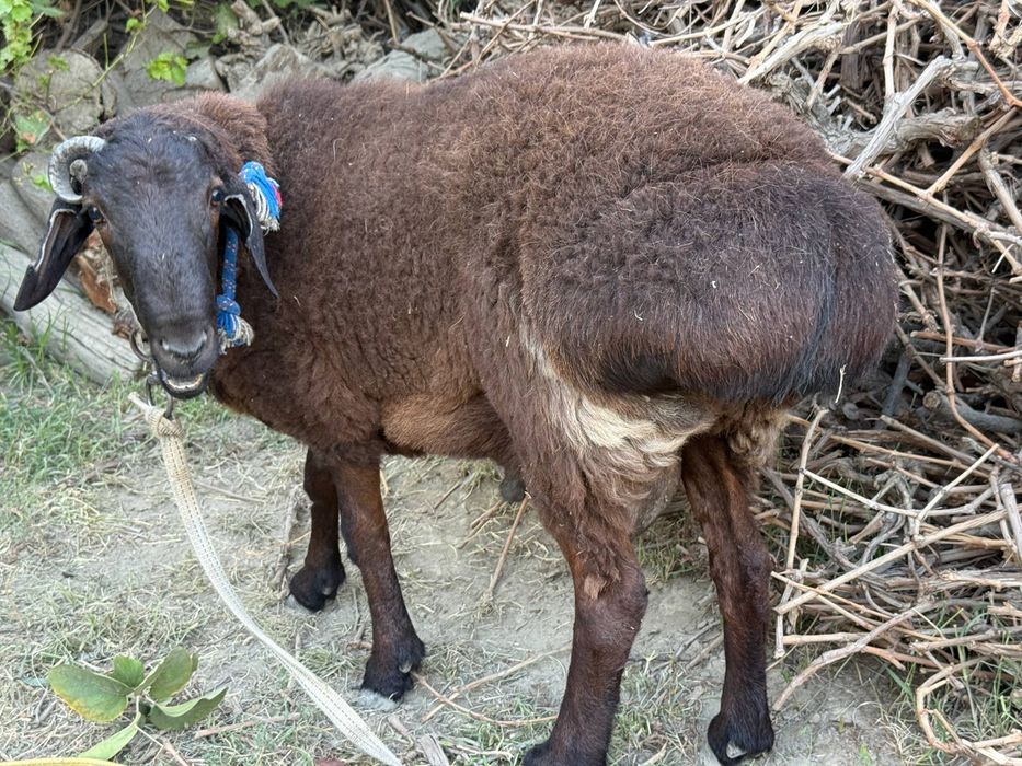 Qoʻchqorlar sotiladi