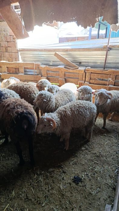 Продам баранов