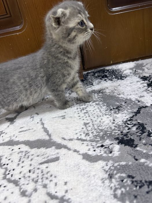 Котенок пародии Русско голубой