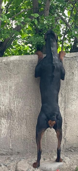 Прекрасные щенки добермана