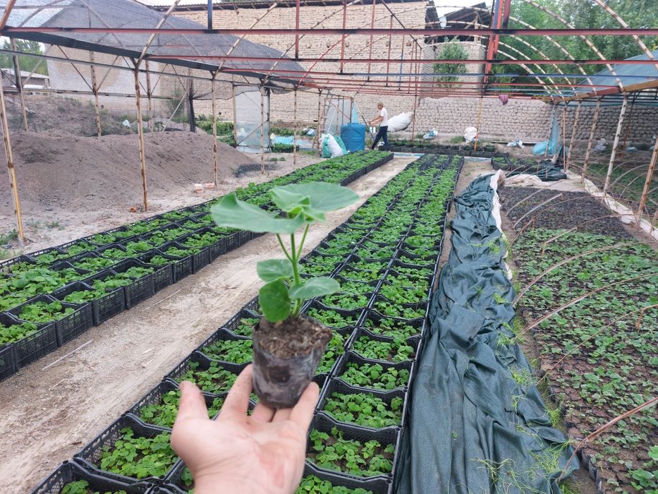 Павлония М1 бор Pavlovniya FTE bor