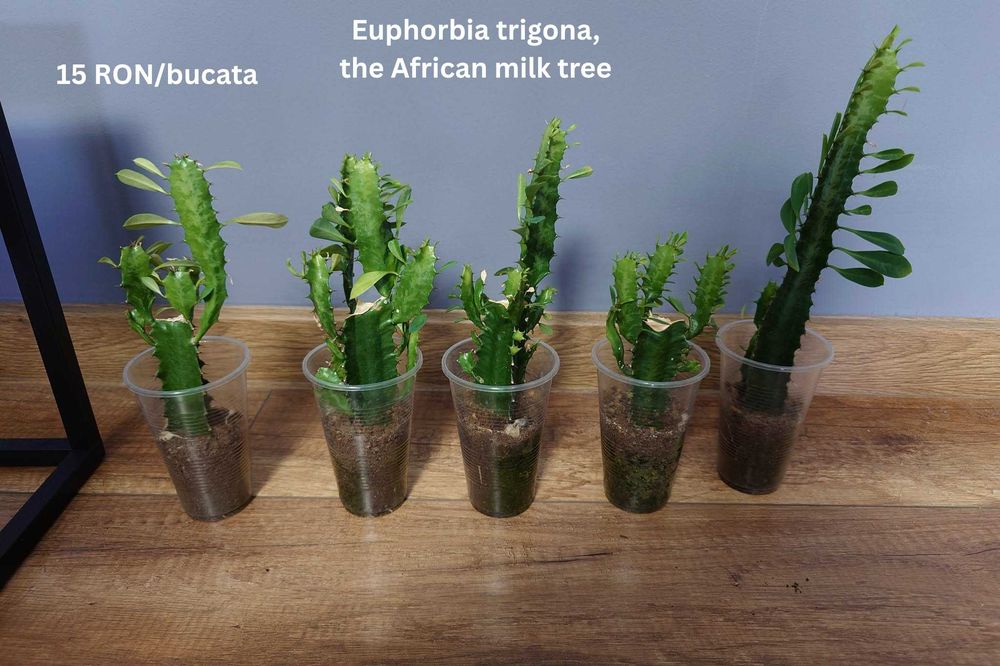 Plante de apartament