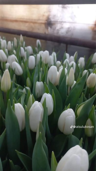 Тюльпаны оптом и в розницу