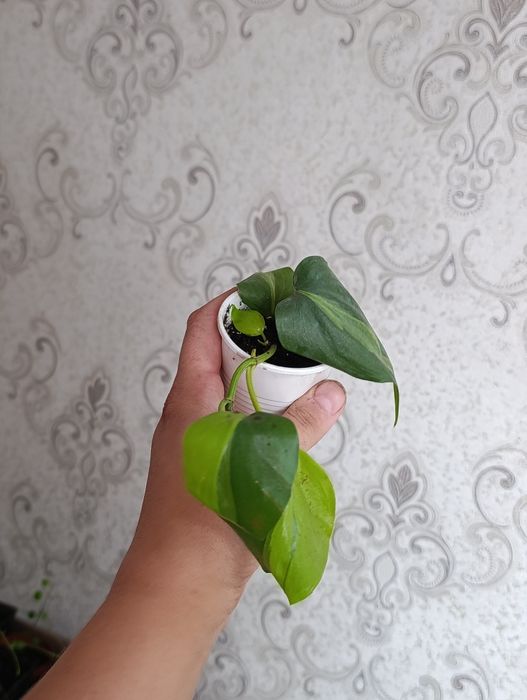 Калатея , и многое другое