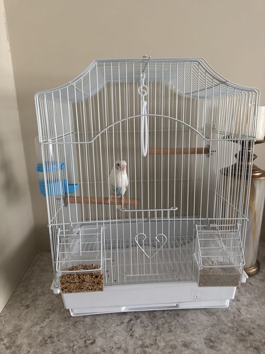 продам попугая с клеткой и едой