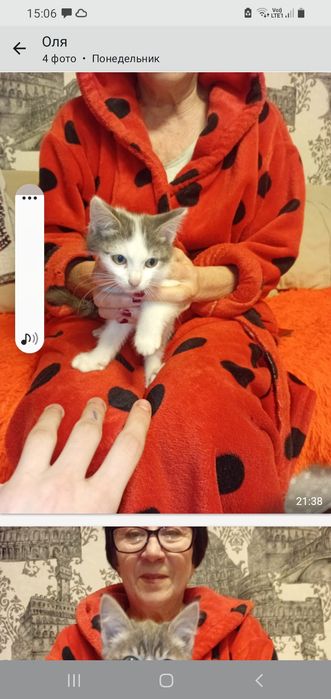 Ищем дом для домашних котят