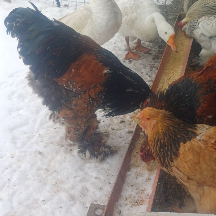 Vând cocos de rasa Bahma Porțelan