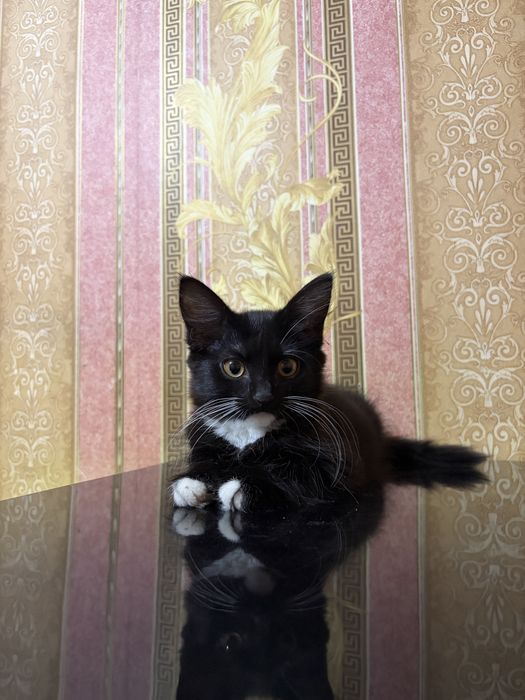 Отдам котенка в добрые руки.Алматы