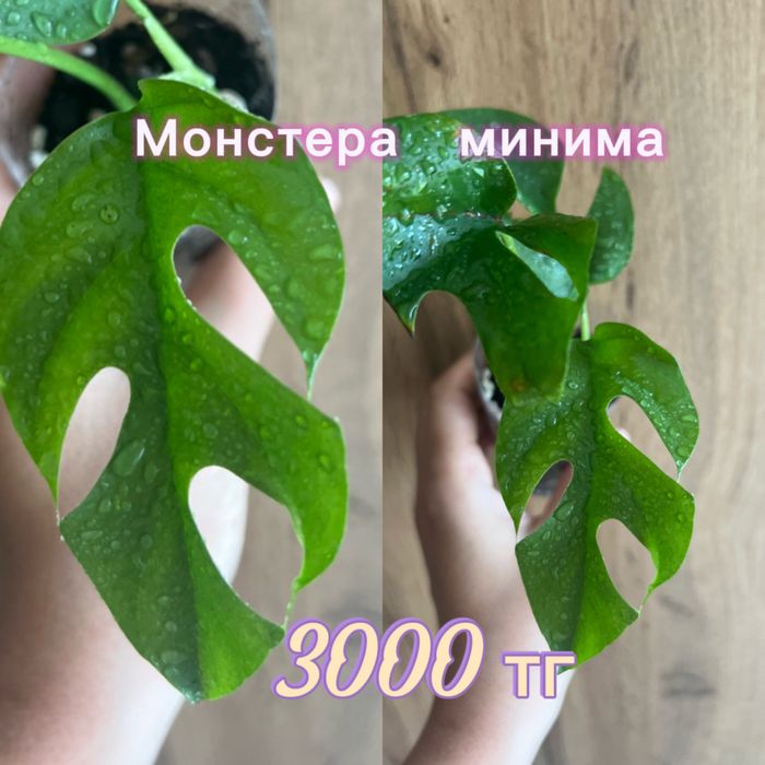 Монстеры, сингониумы, филодендрон