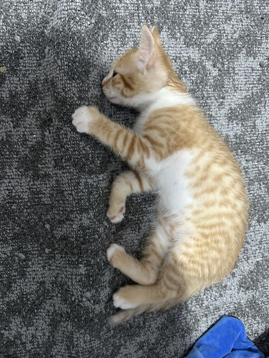 Animale pisica 2 luna