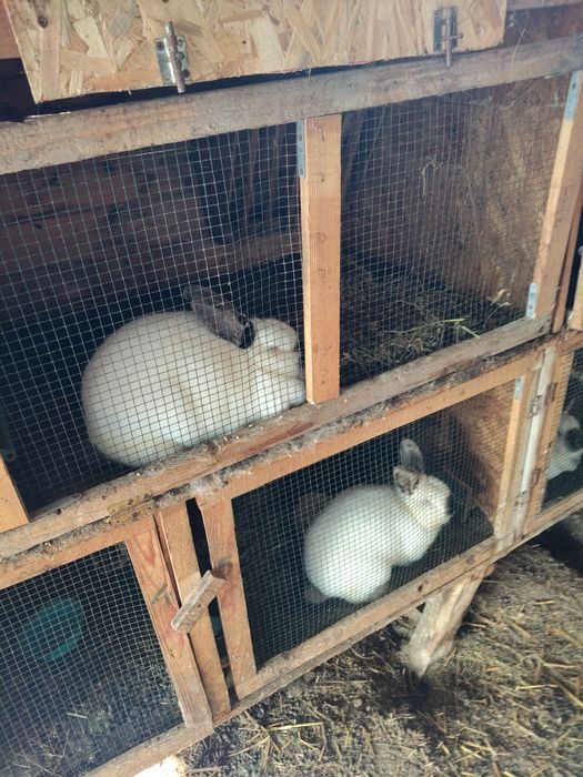 Vând iepuri californieni