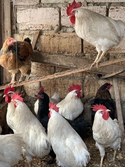 Әтештер сатылады!