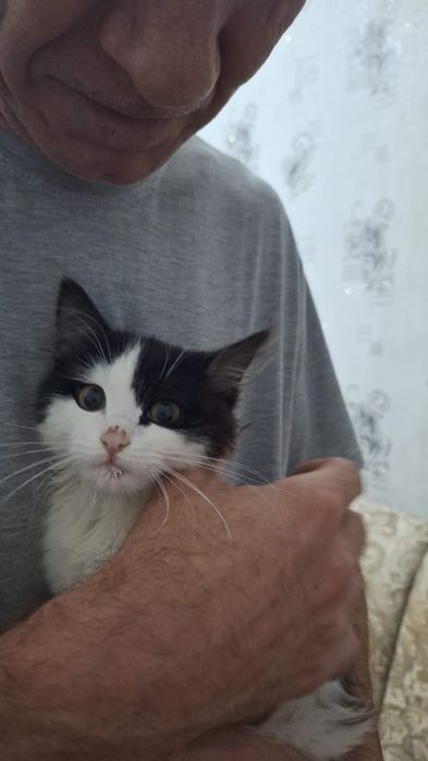 Отдам котенка , найденыша