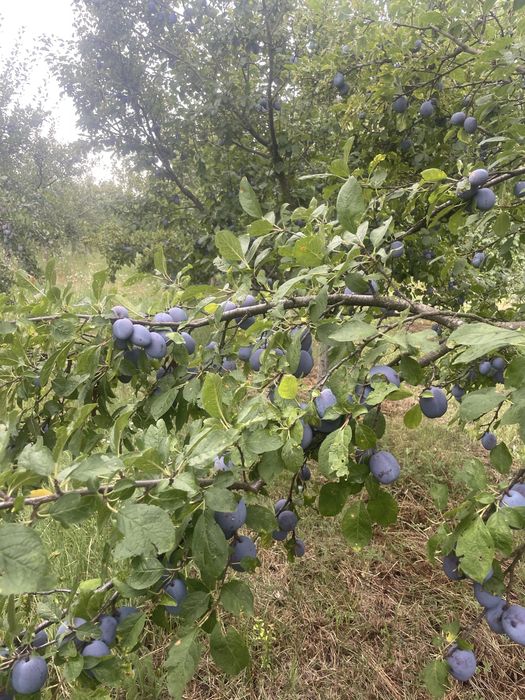 prune altoite soiul centenar, stanley si anaspet