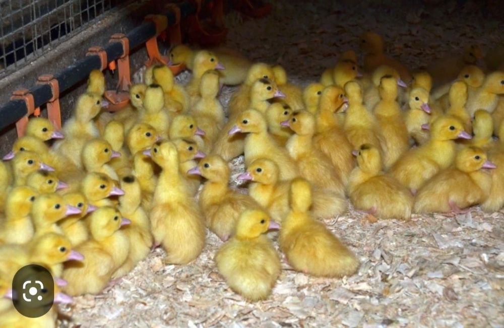 Oʻrdak jujasi optim narxda