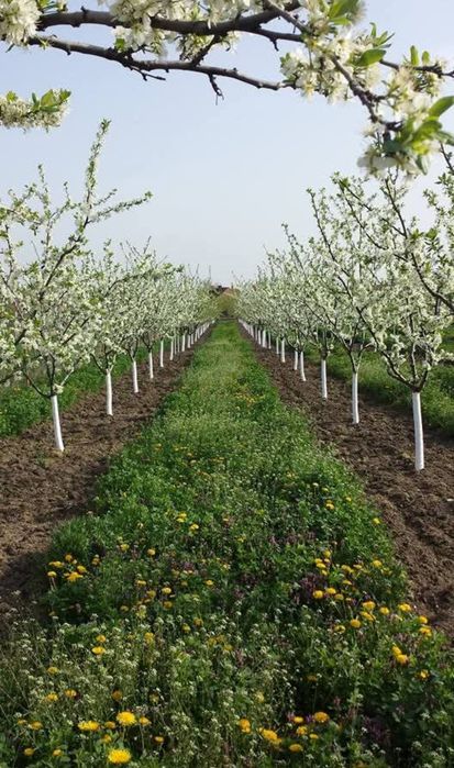Toaletare, curatare, pomi fructiferi, vita de vie