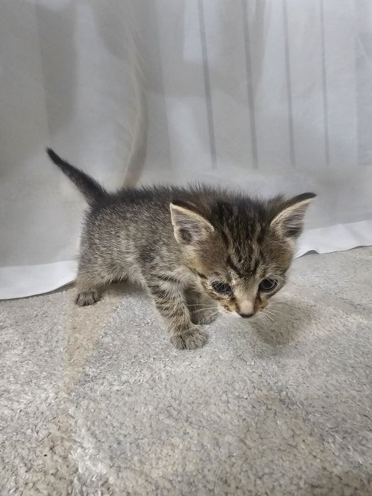 Отдам котят в хорошие руки