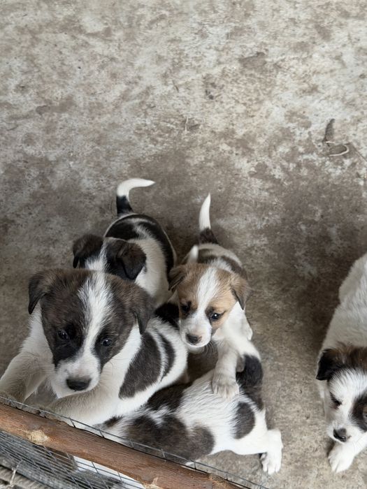 Отдаю щенят в добрые руки бесплатно.