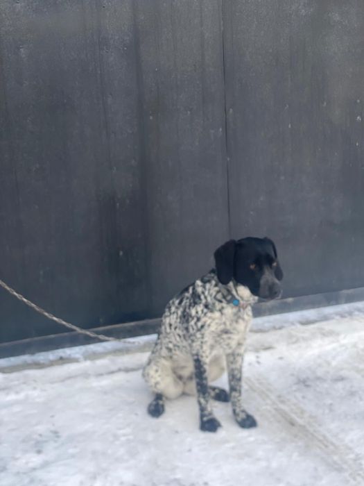 Продам курцхаара