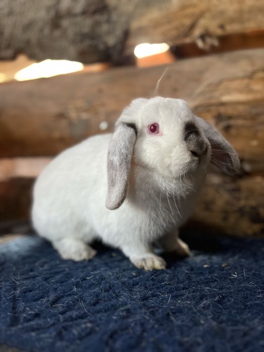 Disponibili iepuri pitici, cap de leu,berbec,rex, pitic olandez