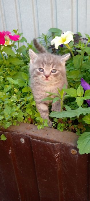 Продаются котята британчики.