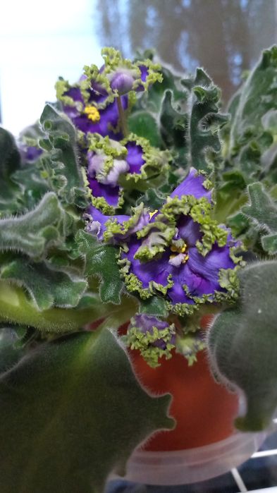 Ф и а л к а  комнатная