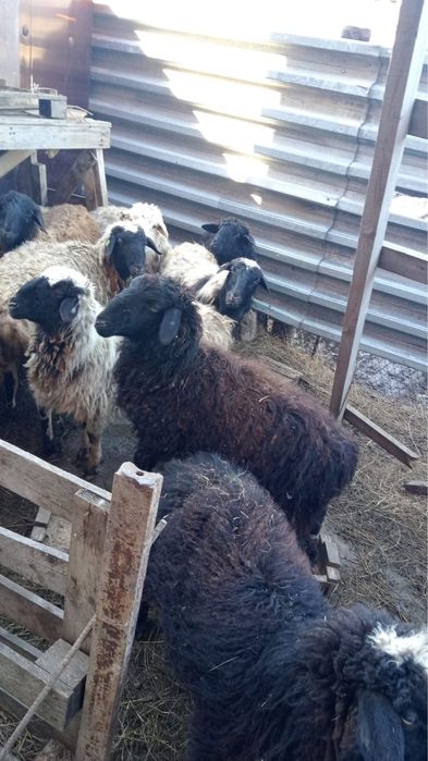 Кой сатылады ткты қой тоқты откорм бараны