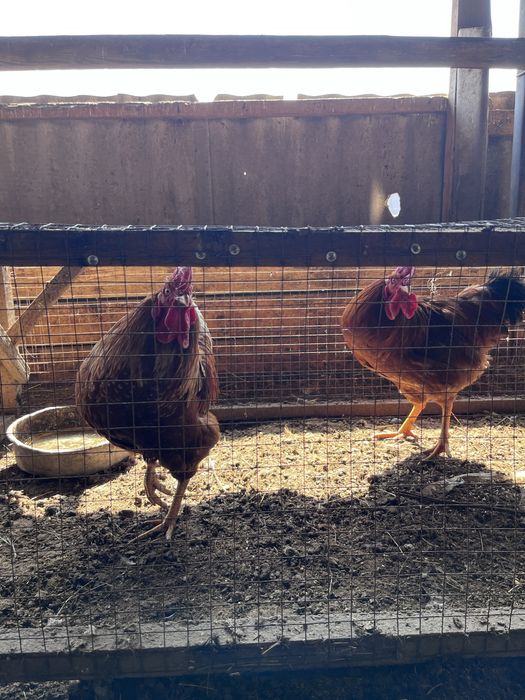 Қораз( петух) сатылады